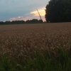 Wheat Fields in Munich