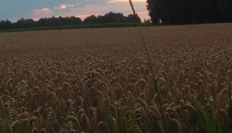 Wheat Fields in Munich