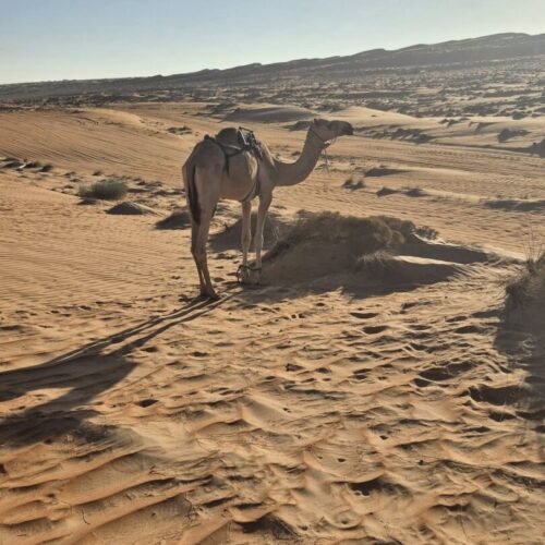 camel in the desert.